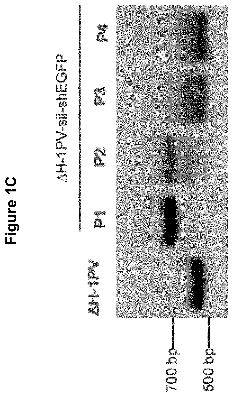 Novel oncolytic parvoviruses with enhanced cargo capacity, stable shRNA expression cassette and novel immunogenic properties