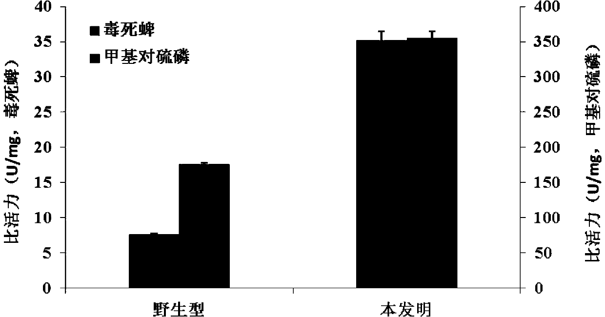 Organophosphorus pesticide degrading enzyme transformed by random mutation and encoding gene thereof