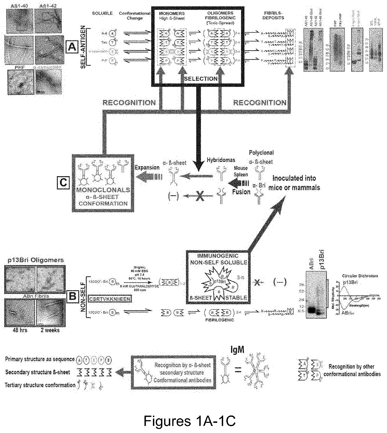 Specific murine and humanized monoclonal antibodies detecting pathology associated secondary structure changes in proteins and peptides