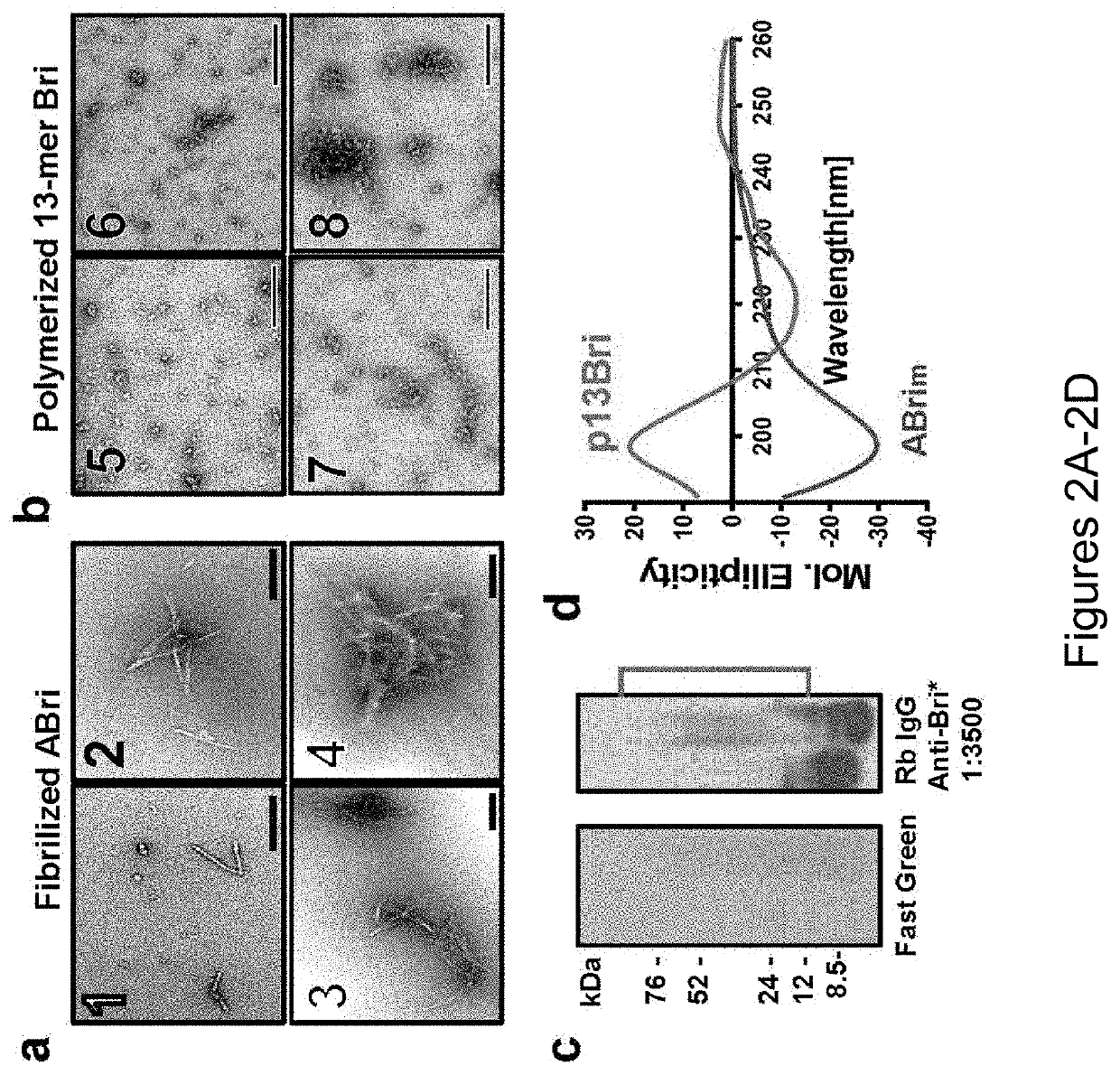 Specific murine and humanized monoclonal antibodies detecting pathology associated secondary structure changes in proteins and peptides