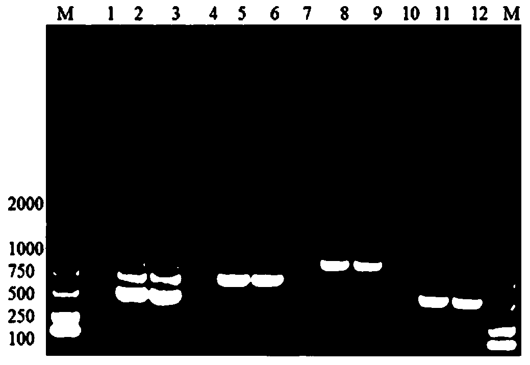 Triplex PCR detection primers and triplex PCR detection kit for cytolethal distending toxins A, B and C of Campylobacter