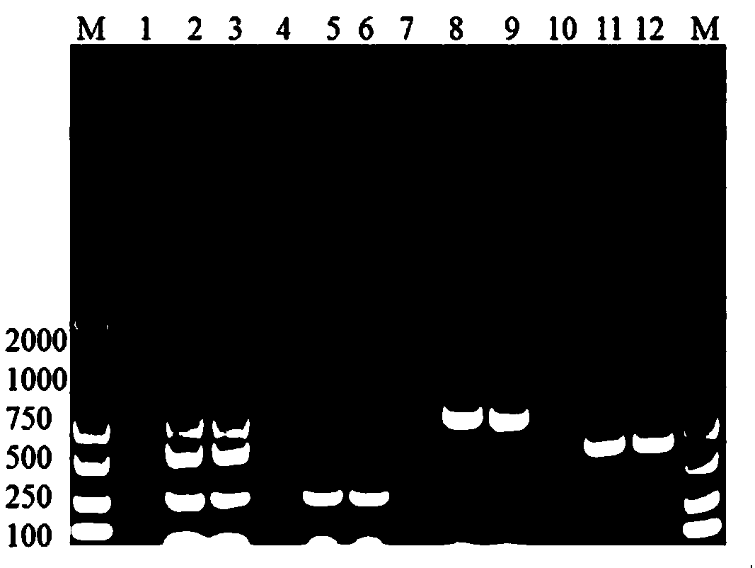 Triplex PCR detection primers and triplex PCR detection kit for cytolethal distending toxins A, B and C of Campylobacter