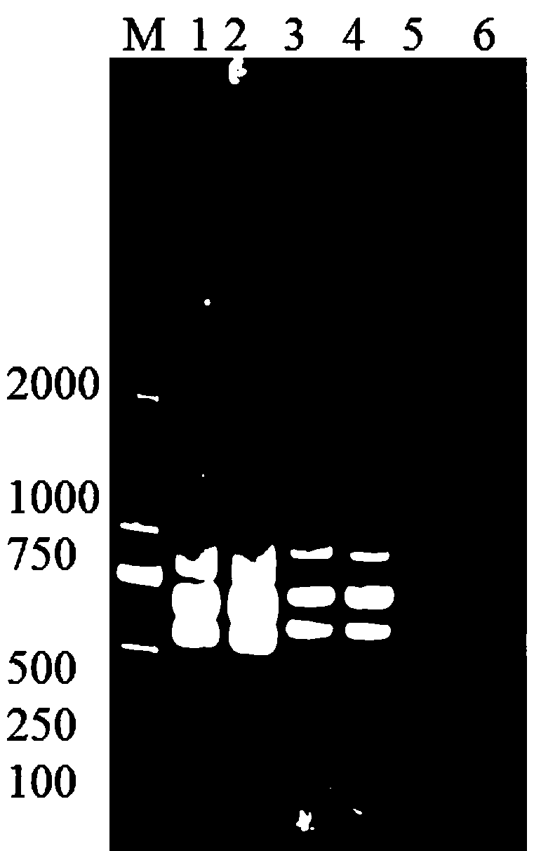 Triplex PCR detection primers and triplex PCR detection kit for cytolethal distending toxins A, B and C of Campylobacter