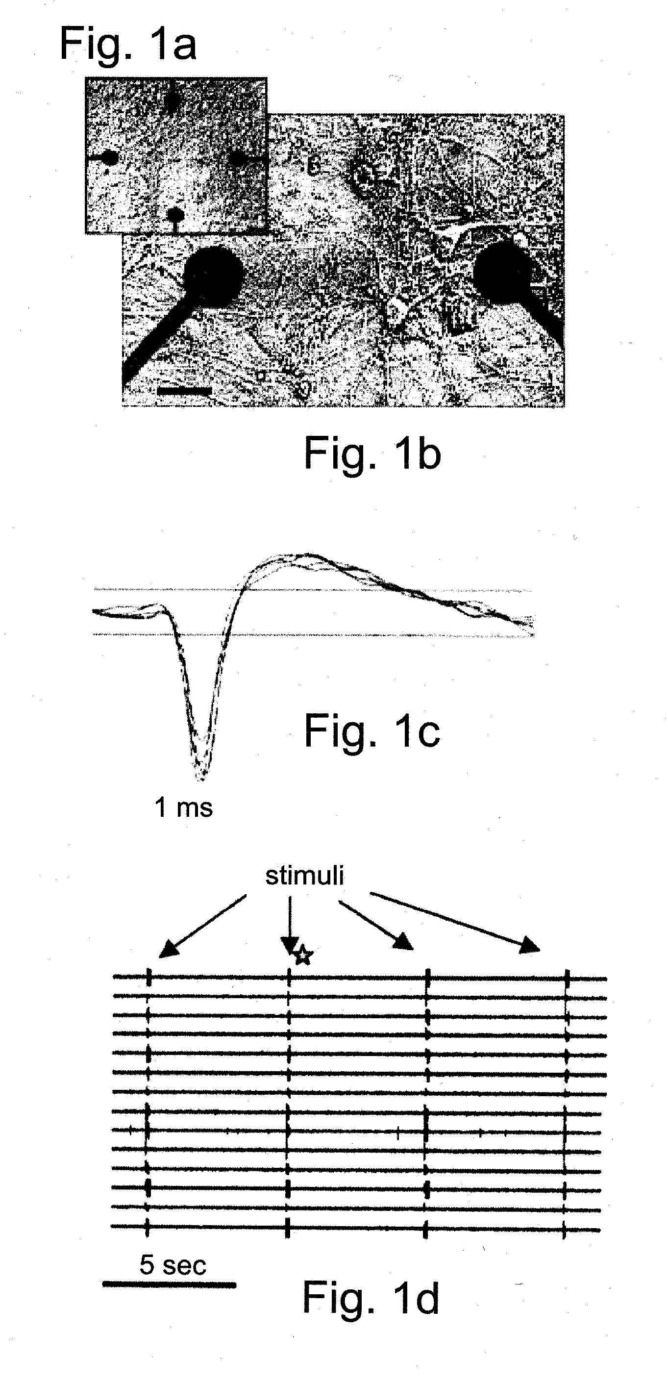 Cells and methods utilizing same for modifying the electrophysiological function of excitable tissues