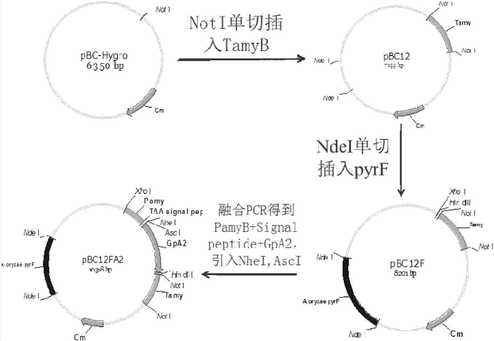 An expression device for secreting and expressing foreign protein in Aspergillus oryzae cells and its genetic engineering bacteria of Aspergillus oryzae