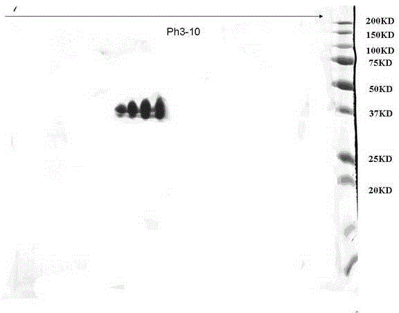 A kind of quantitative detection kit of almond protein and preparation method thereof