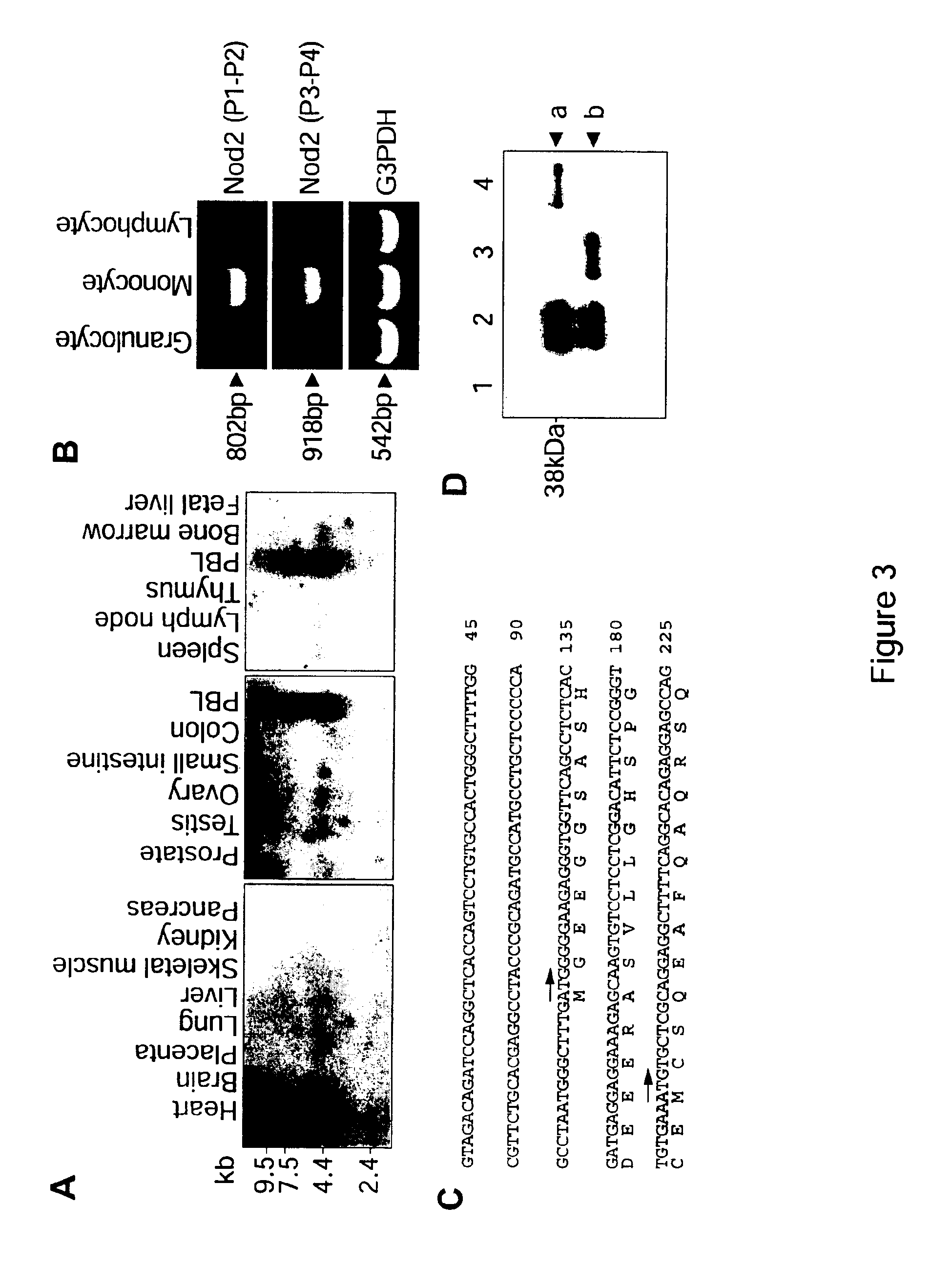 Nod2 nucleic acids and proteins