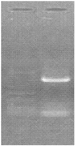 Soybean ethylene responsive factor (ERF) transcription factor, and coding gene and salt tolerance application thereof