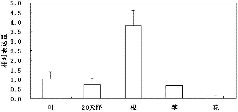 Soybean ethylene responsive factor (ERF) transcription factor, and coding gene and salt tolerance application thereof