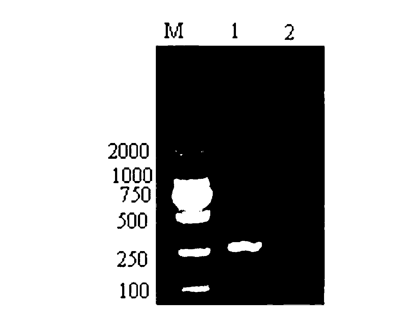 RNA (Ribonucleic Acid) interference carrier for inhibiting swine source p53 gene expression and application thereof