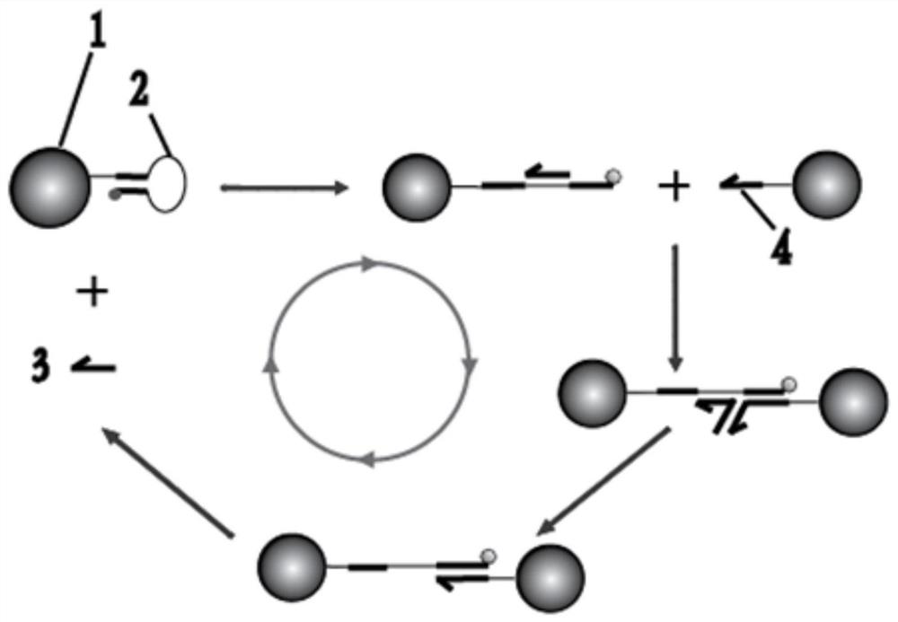 Nanogold dual-probe system based on DNA-encoded cycle program