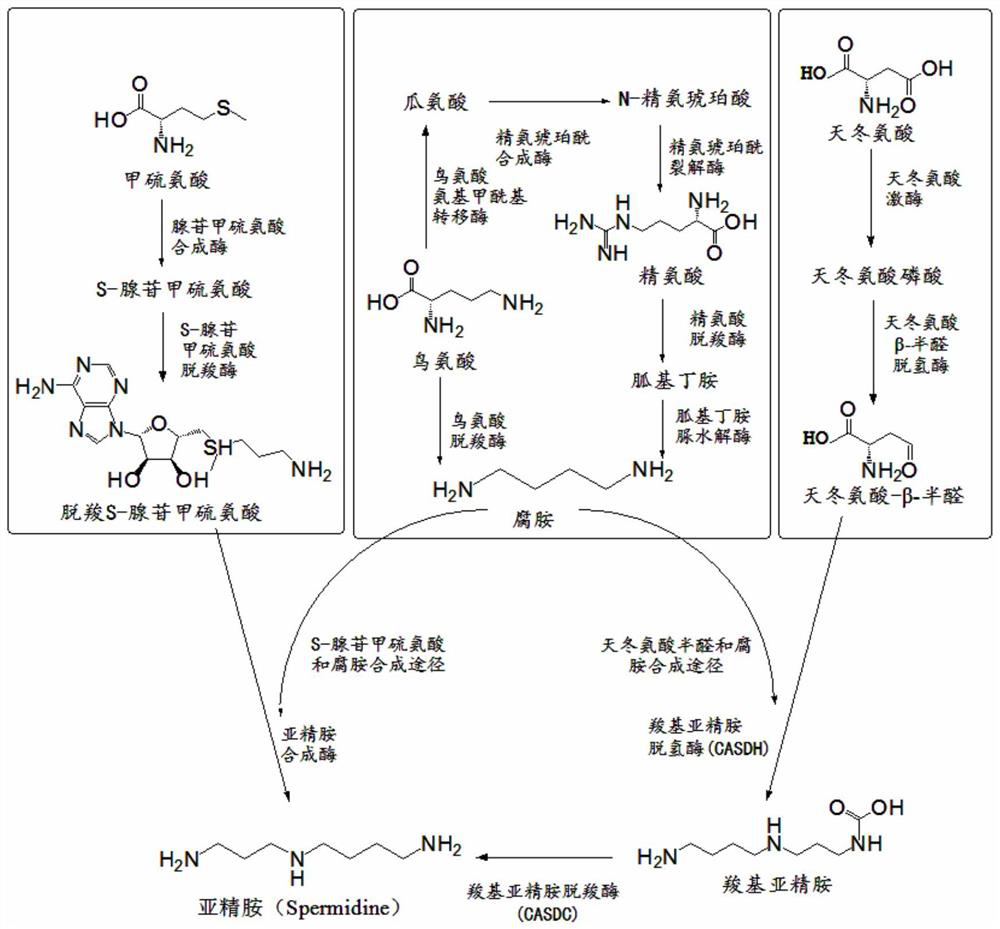 Method for producing spermidine by using cheap substrates and engineering bacterium