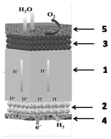 Membrane electrode assembly for solid polymer electrolyte electrolytic cell and preparation method