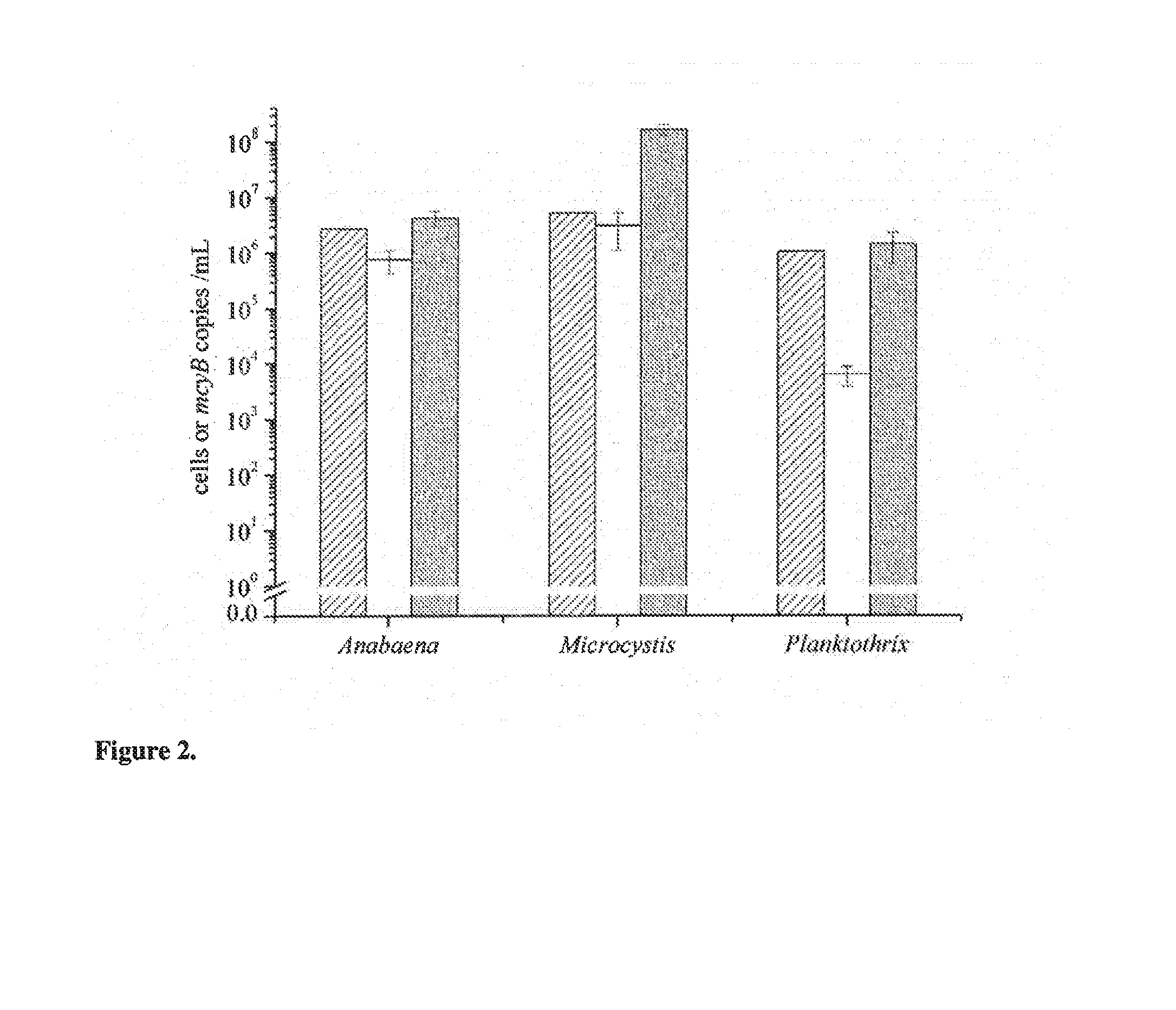 Method and primers for the detection of microcystin-producing toxic cyanobacteria