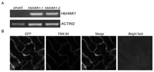 Protein for promoting efficient absorption of potassium ions and coding gene thereof