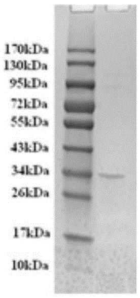 Chitosanase mutant