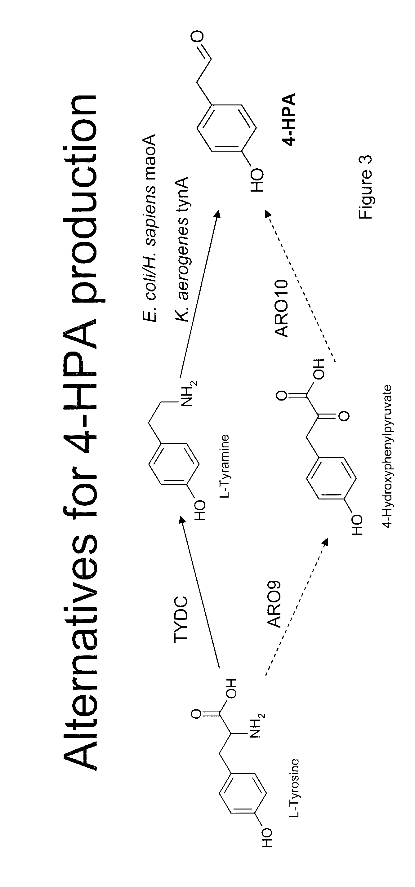 Compositions and methods for producing benzylisoquinoline alkaloids