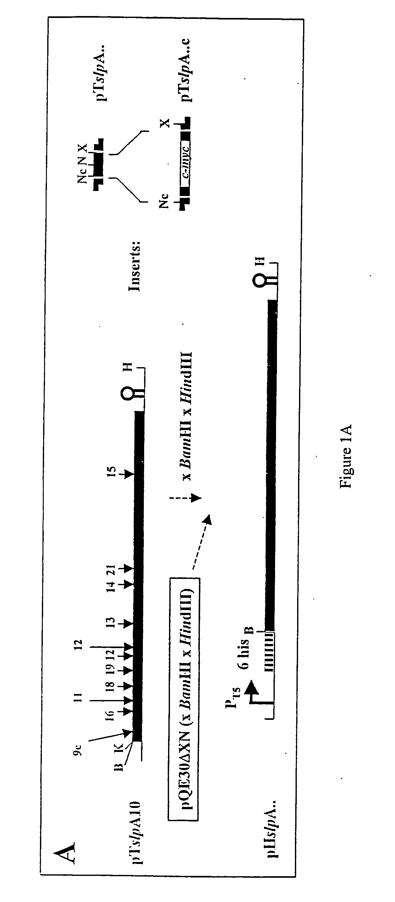 Modified bacterial surface layer proteins