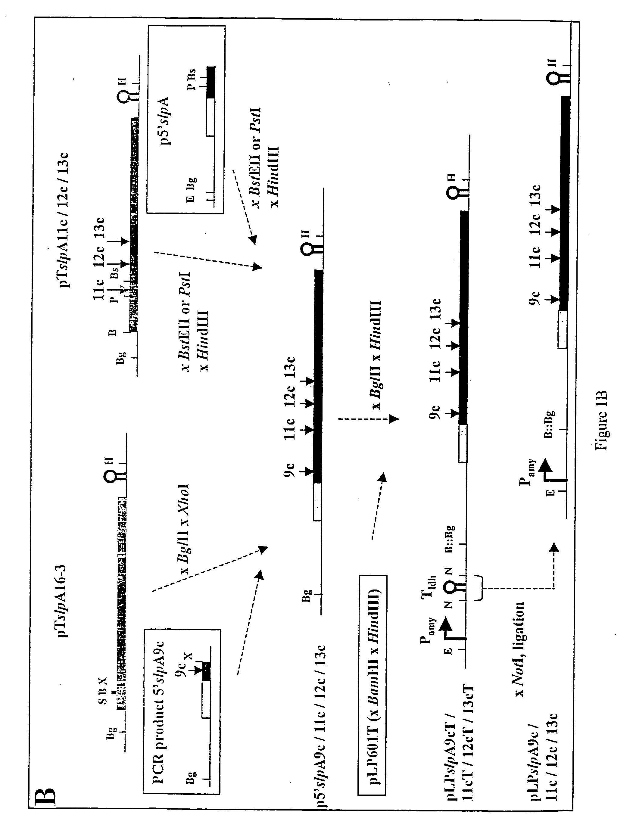 Modified bacterial surface layer proteins