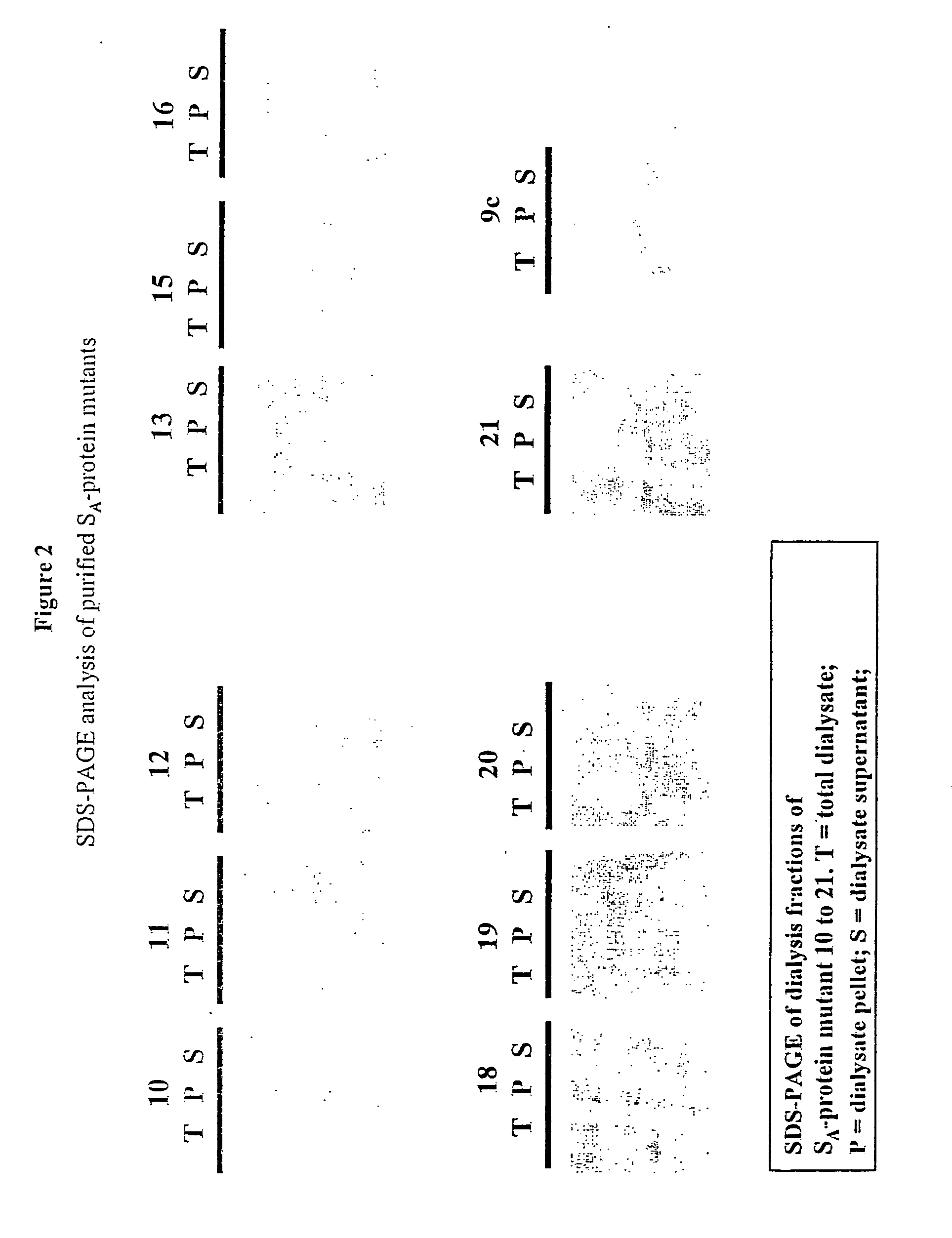 Modified bacterial surface layer proteins