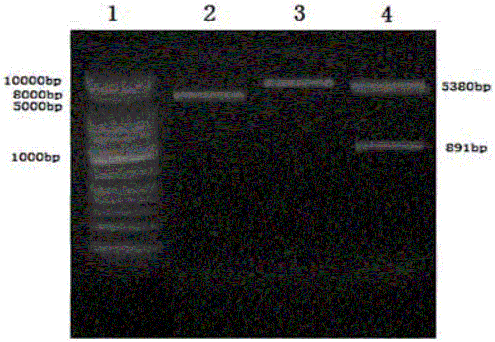 EV71 subunit vaccine of mixed adjuvant and preparation method thereof