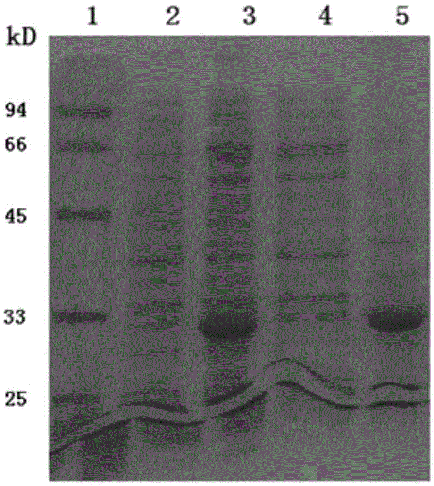 EV71 subunit vaccine of mixed adjuvant and preparation method thereof