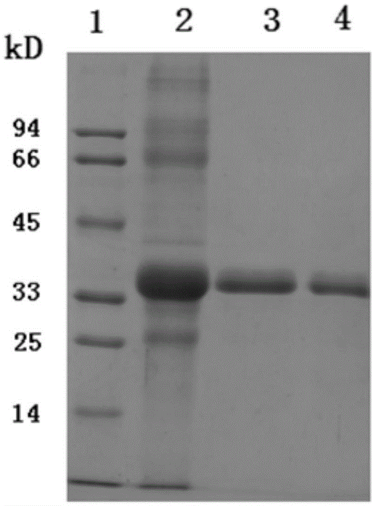 EV71 subunit vaccine of mixed adjuvant and preparation method thereof