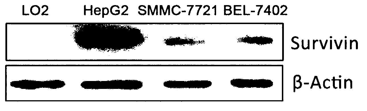 Survivin promoter mediated recombinant vector for expressing Gelonin phytotoxin genes and usage thereof