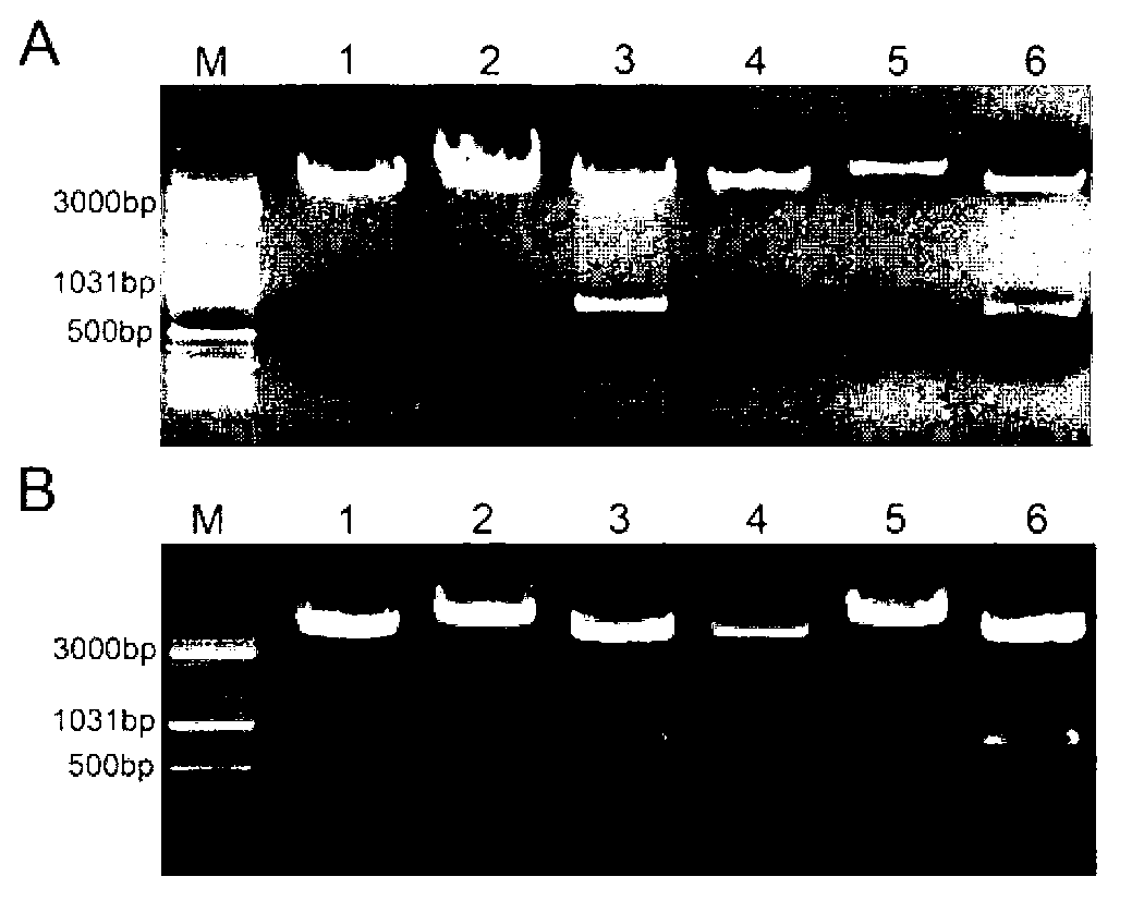 Survivin promoter mediated recombinant vector for expressing Gelonin phytotoxin genes and usage thereof