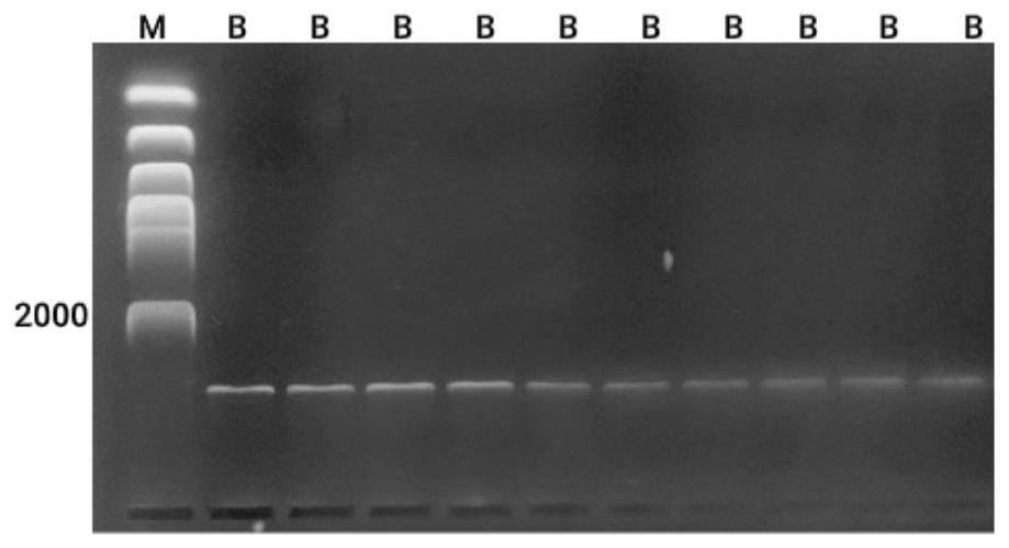 Kit and method for rapidly detecting human bocavirus based on isothermal amplification