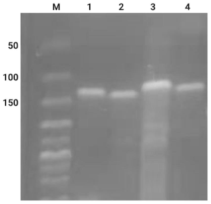 Kit and method for rapidly detecting human bocavirus based on isothermal amplification