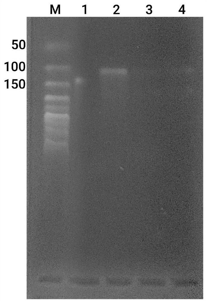 Kit and method for rapidly detecting human bocavirus based on isothermal amplification