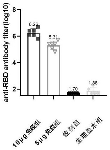 The rbd gene of the new coronavirus b.1.351 South African mutant strain and its application