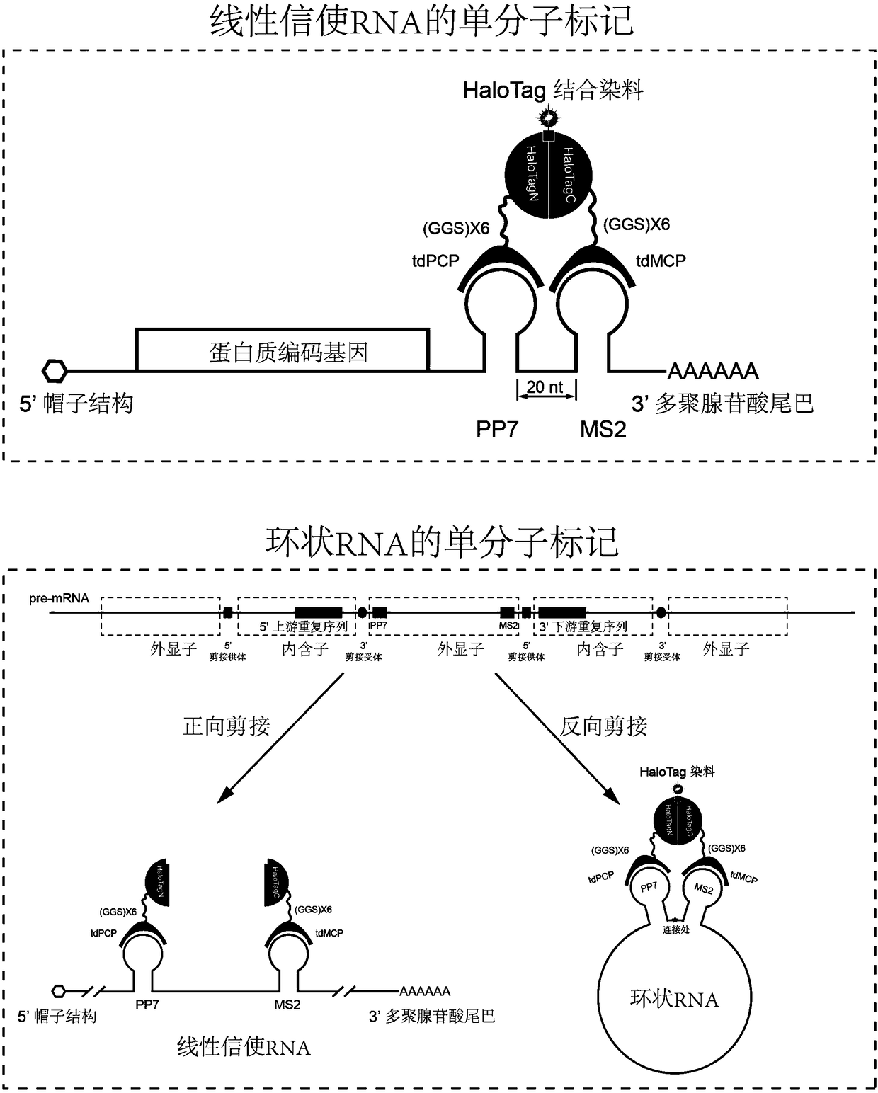 Novel labeling method for messenger RNA and circular RNA based on bimolecular fluorescence complementation