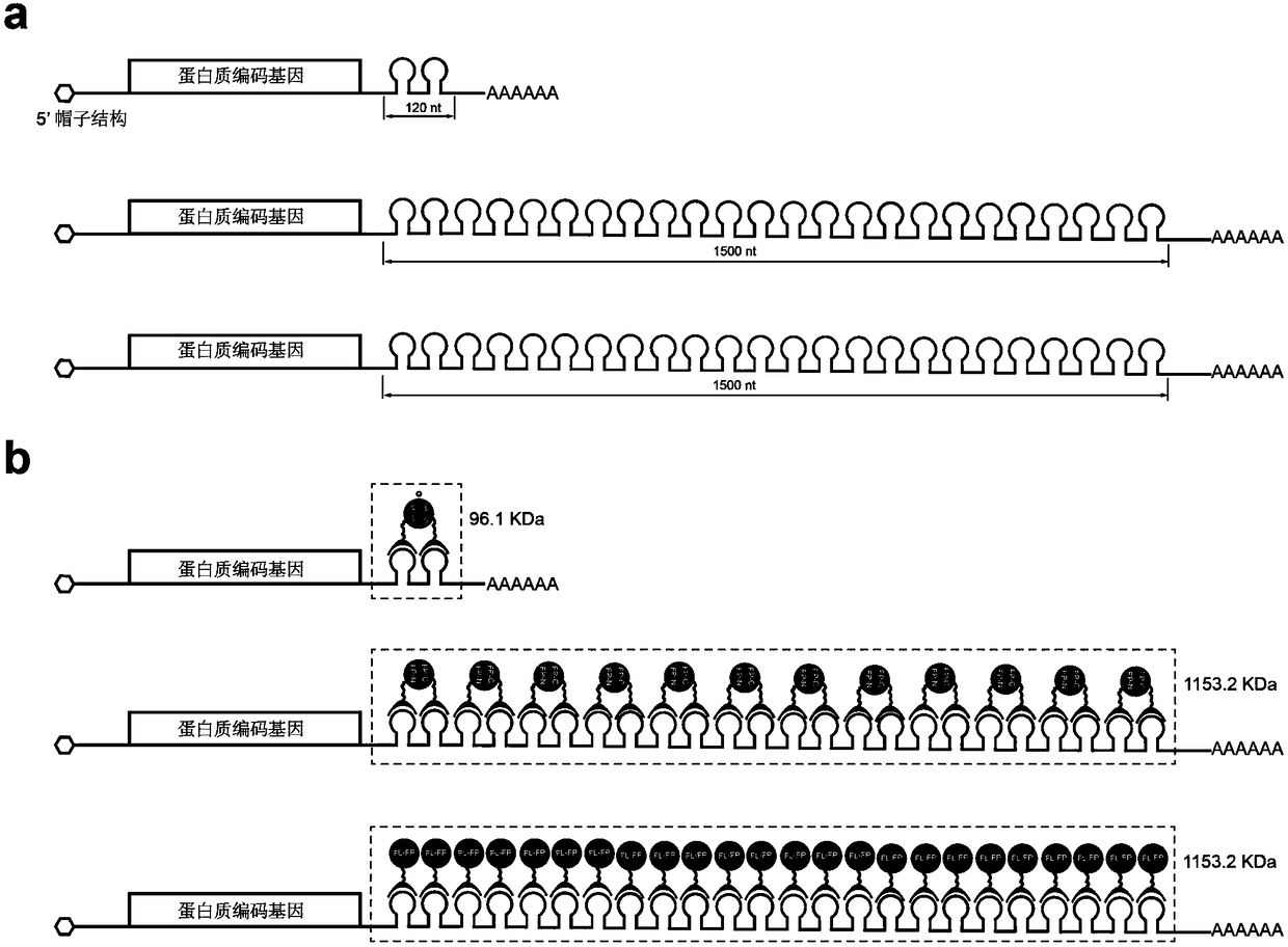 Novel labeling method for messenger RNA and circular RNA based on bimolecular fluorescence complementation