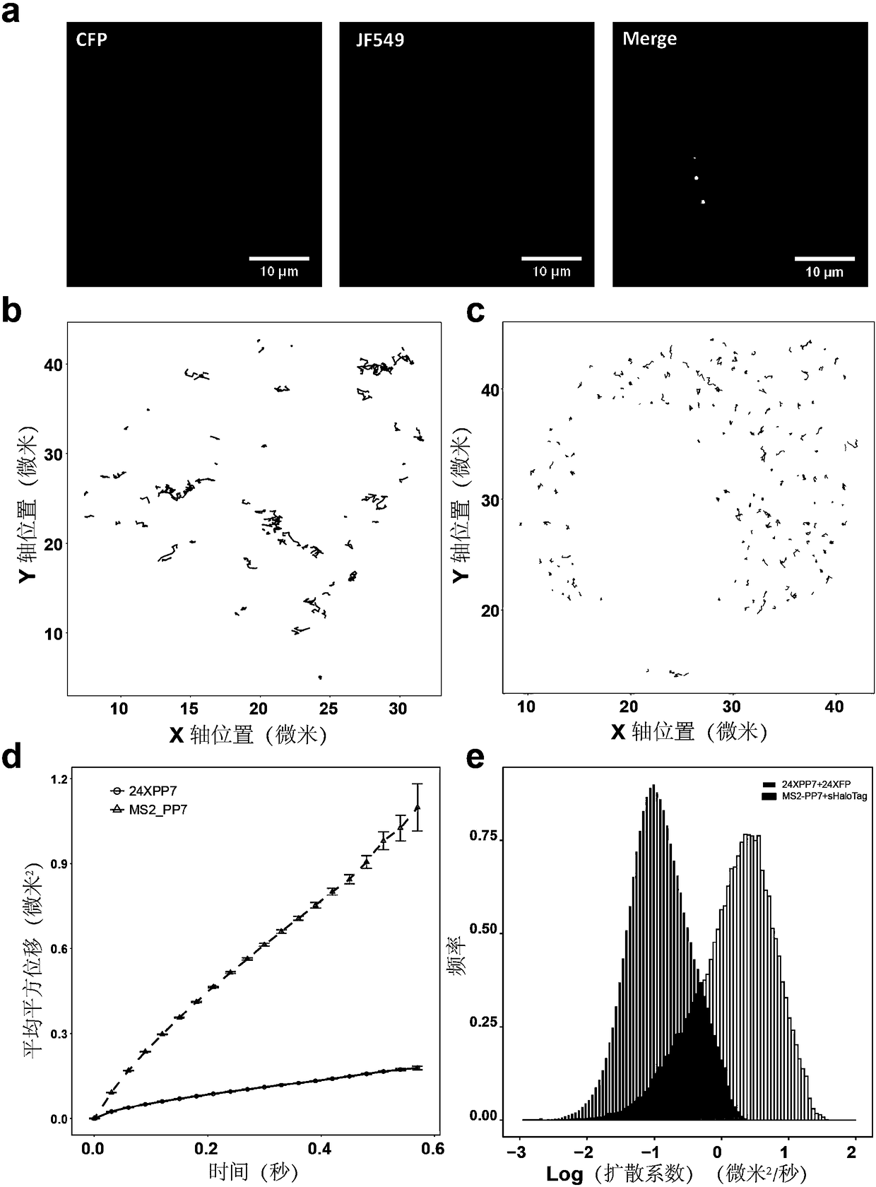 Novel labeling method for messenger RNA and circular RNA based on bimolecular fluorescence complementation