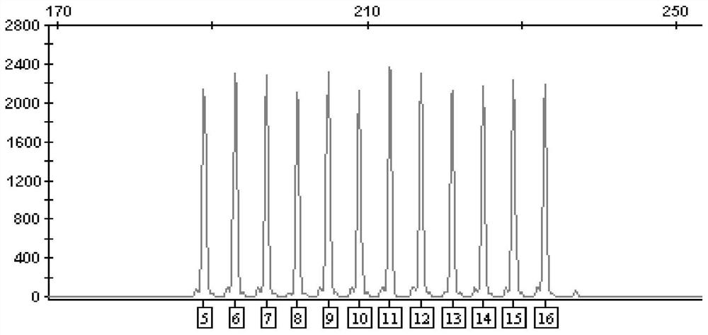 A new method for preparing short tandem repeat allelic ladders