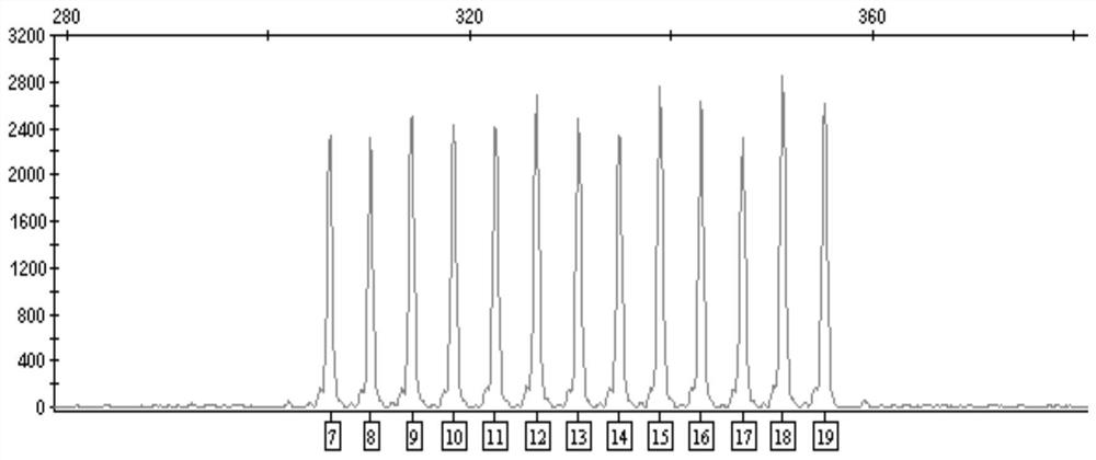 A new method for preparing short tandem repeat allelic ladders