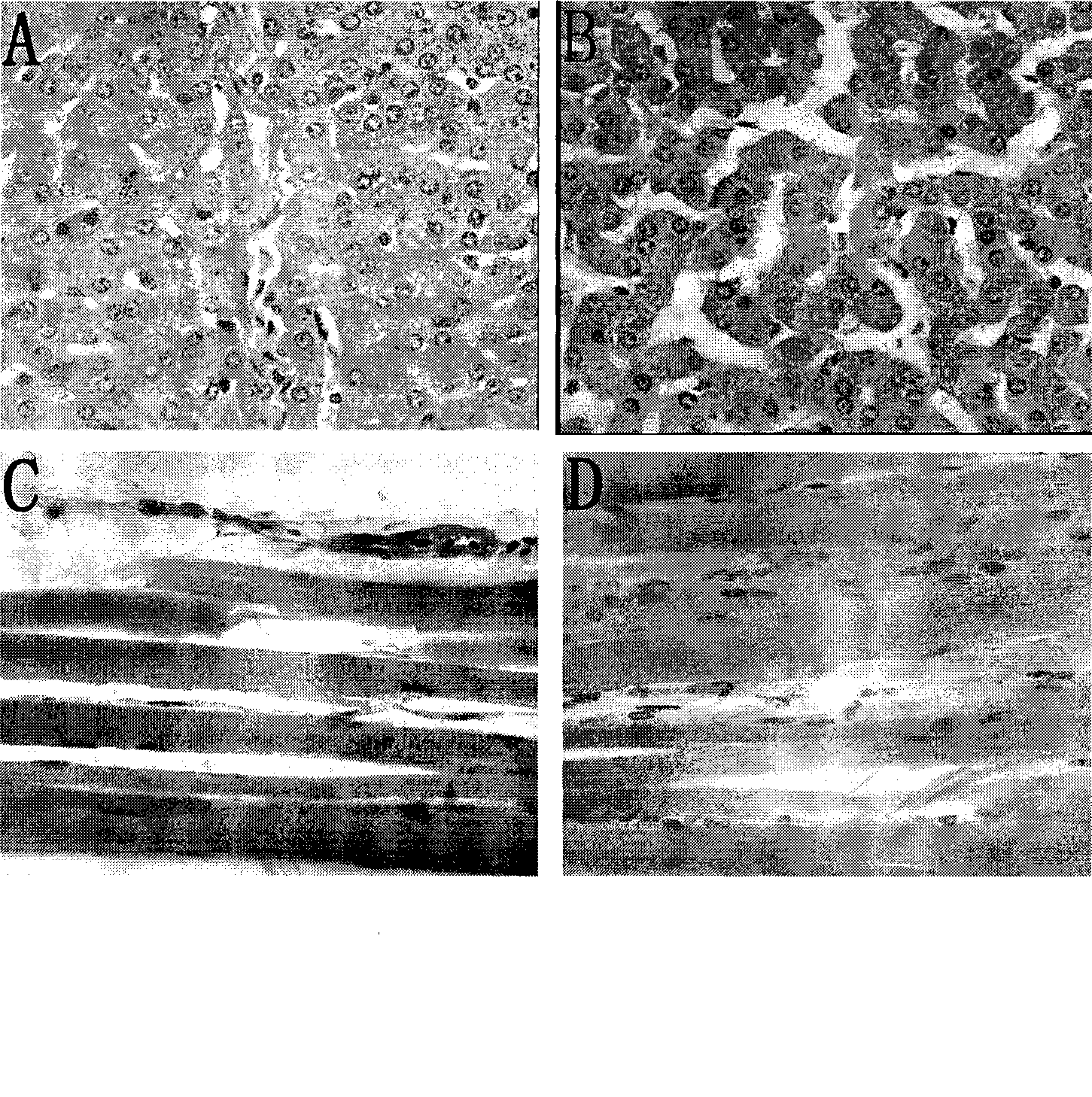 Anti-corrosive perfusate and preservative fluid of biological wet carcase