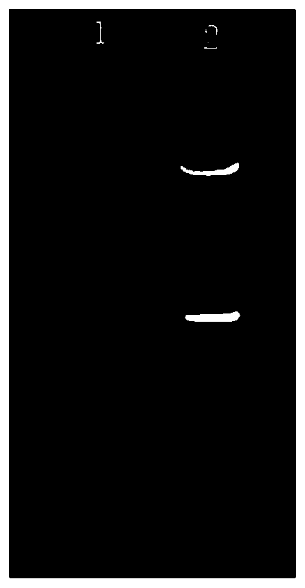 Immunoassay kit by using light initiated chemiluminescent assay for bovine mycoplasma antibody and detection method thereof