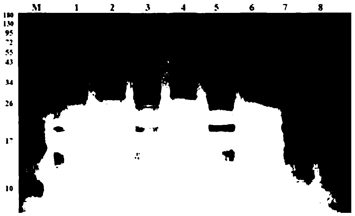 Immunoassay kit by using light initiated chemiluminescent assay for bovine mycoplasma antibody and detection method thereof