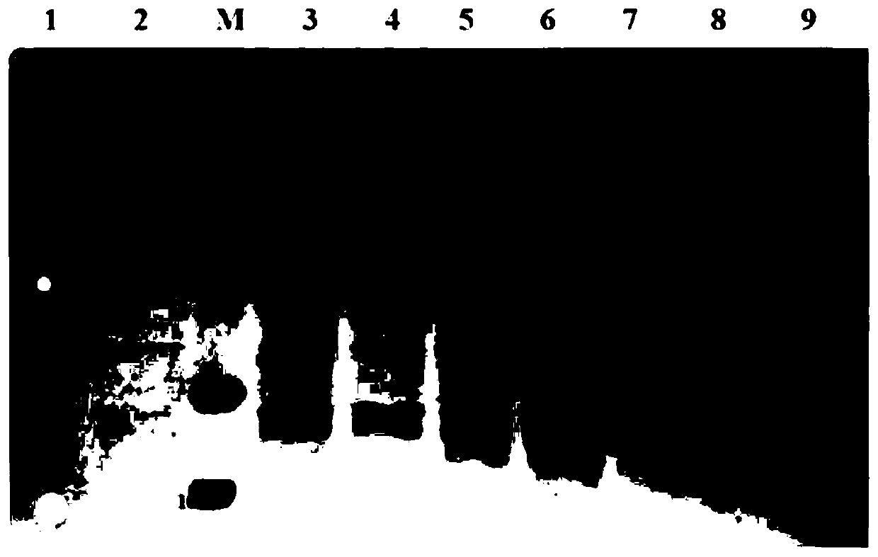 Immunoassay kit by using light initiated chemiluminescent assay for bovine mycoplasma antibody and detection method thereof