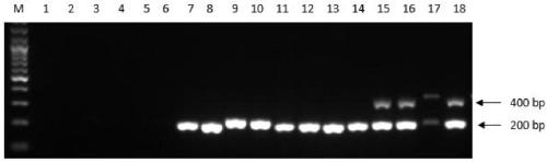 Infectious bronchitis virus QX type strain identifying and detecting kit