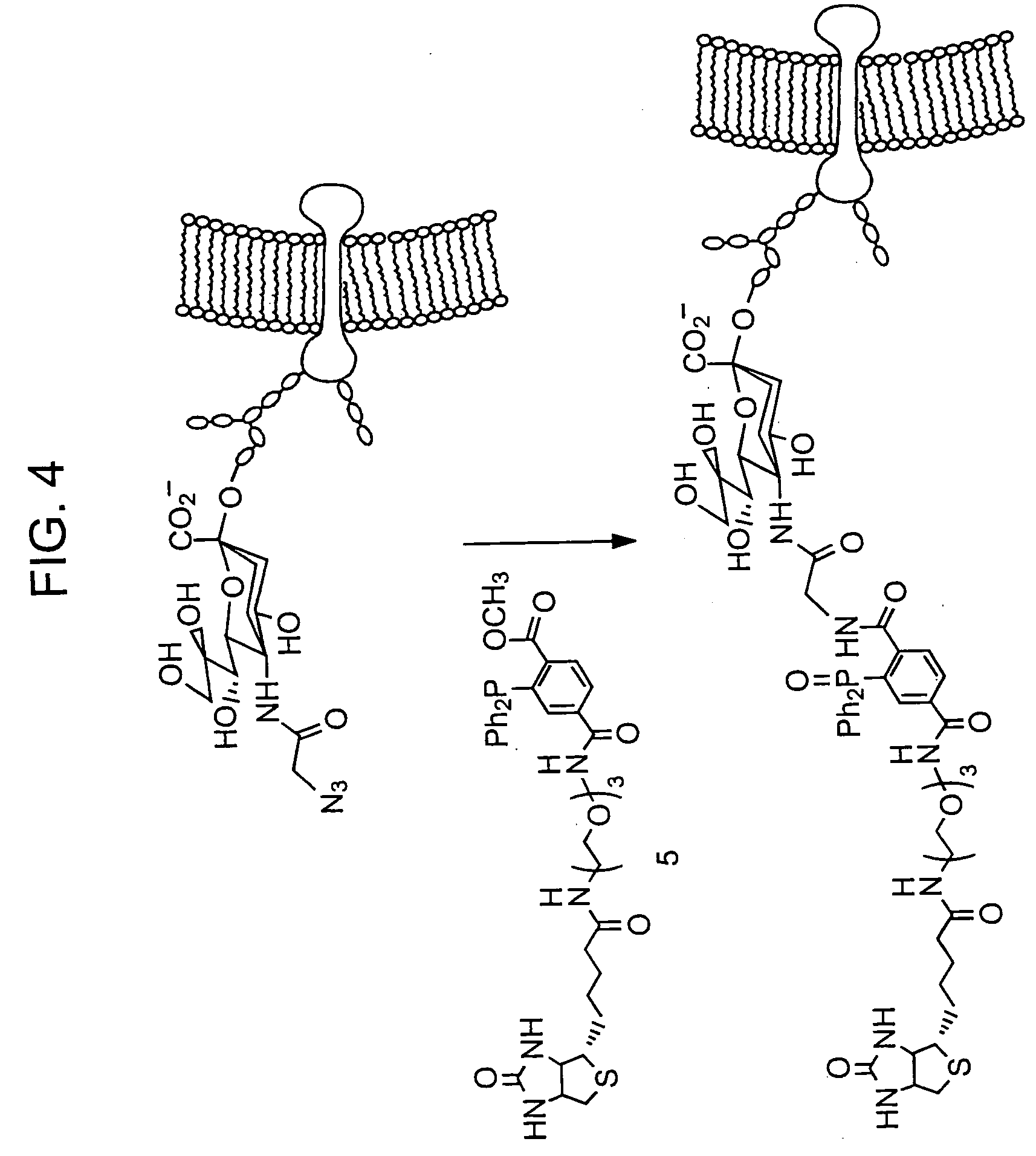 Chemoselective ligation