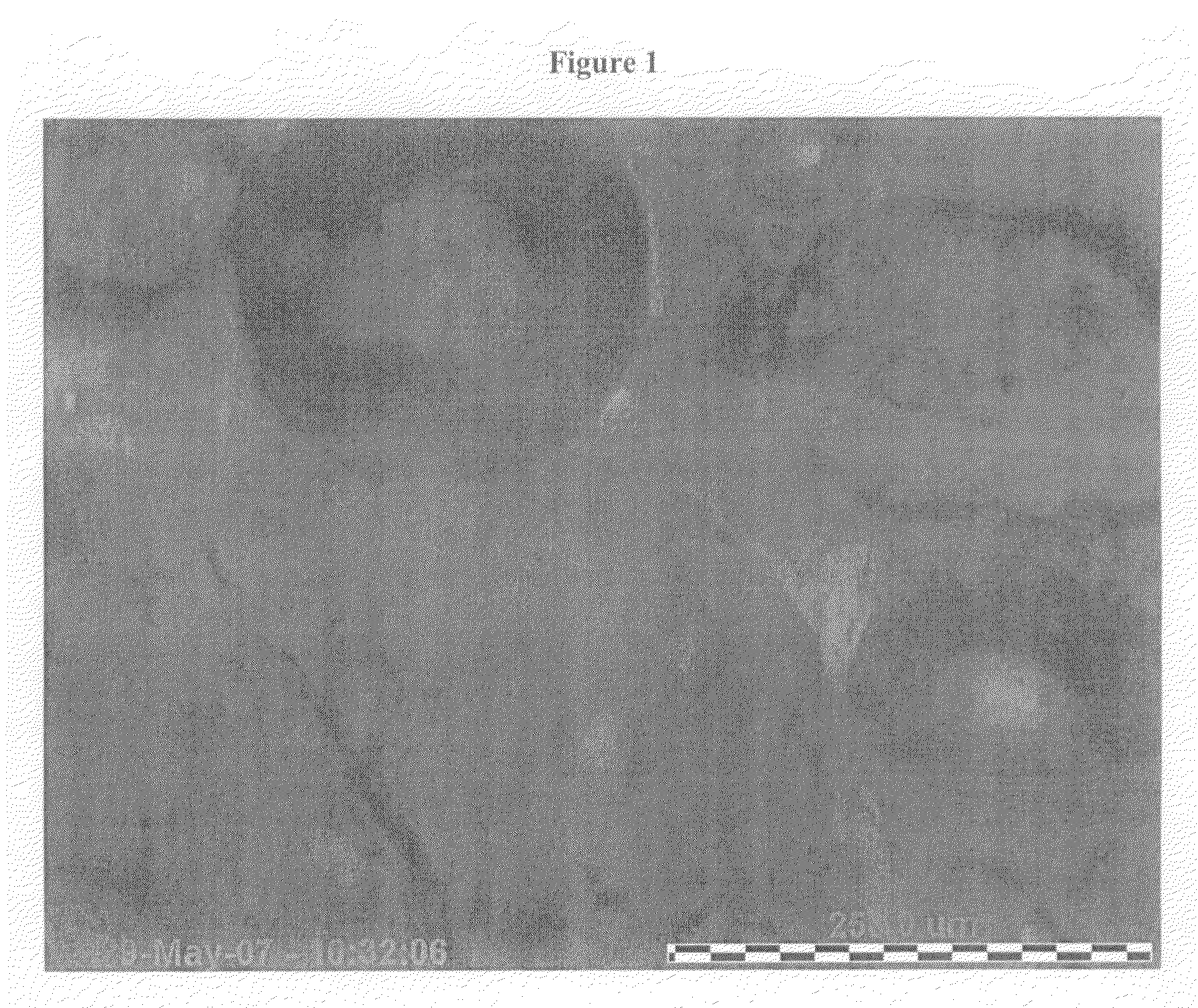 Polypropylene glycol foamable vehicle and pharmaceutical compositions thereof