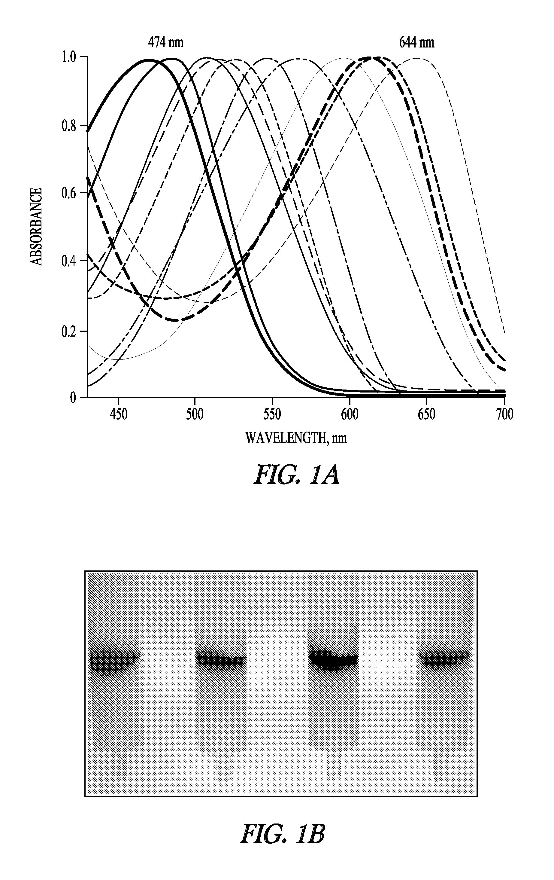 Colorimetric and fluorescent proteins