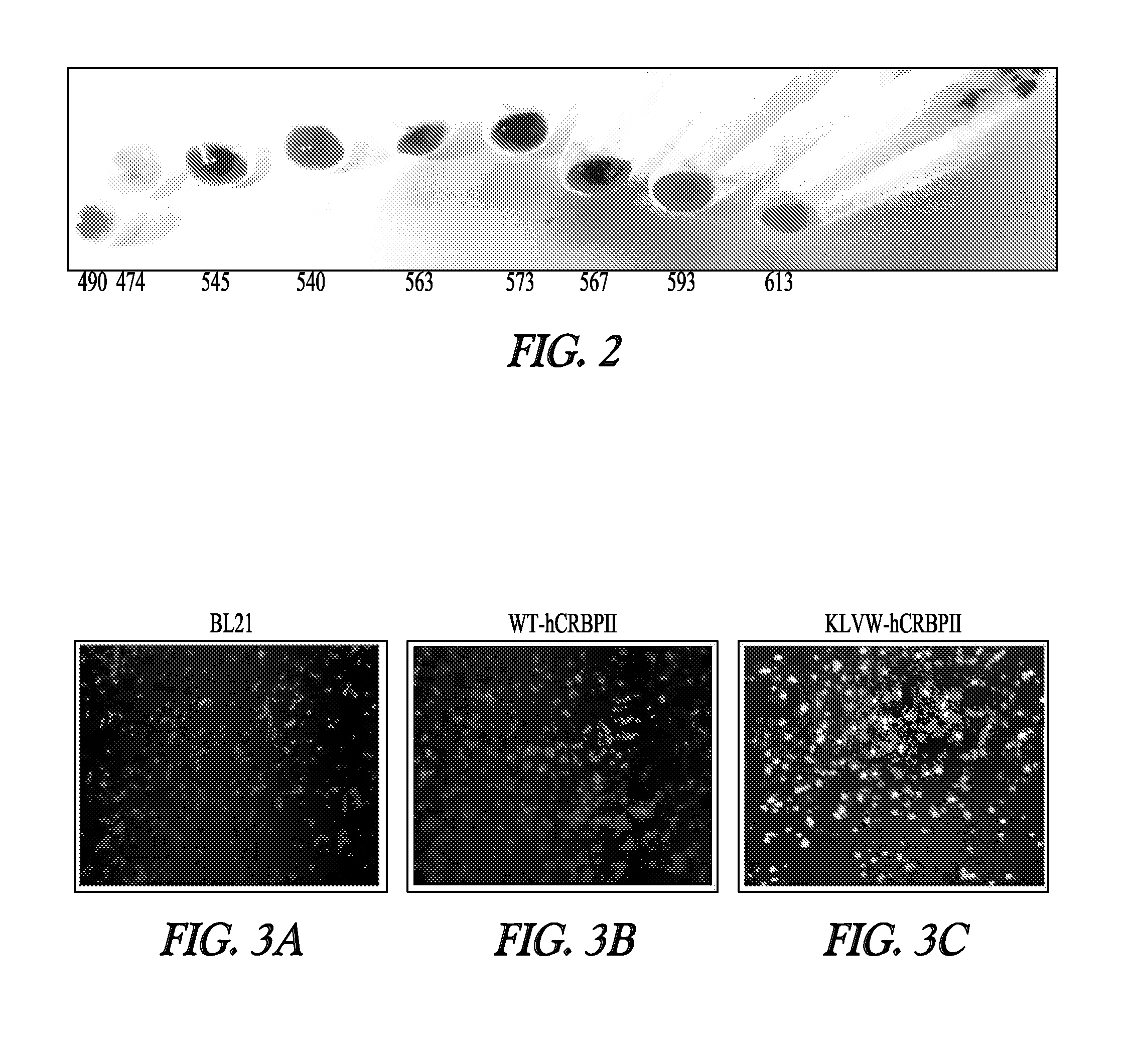 Colorimetric and fluorescent proteins