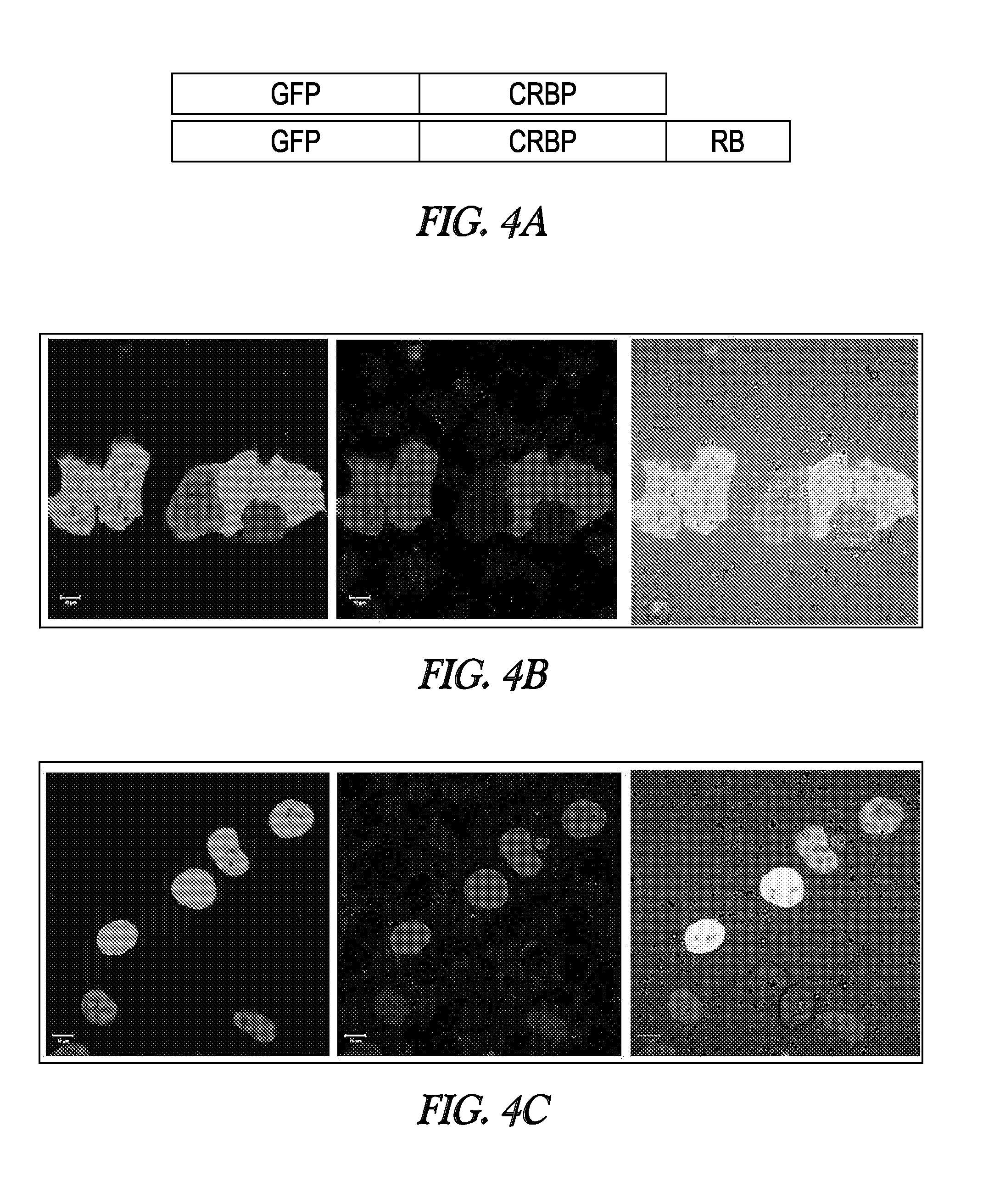 Colorimetric and fluorescent proteins