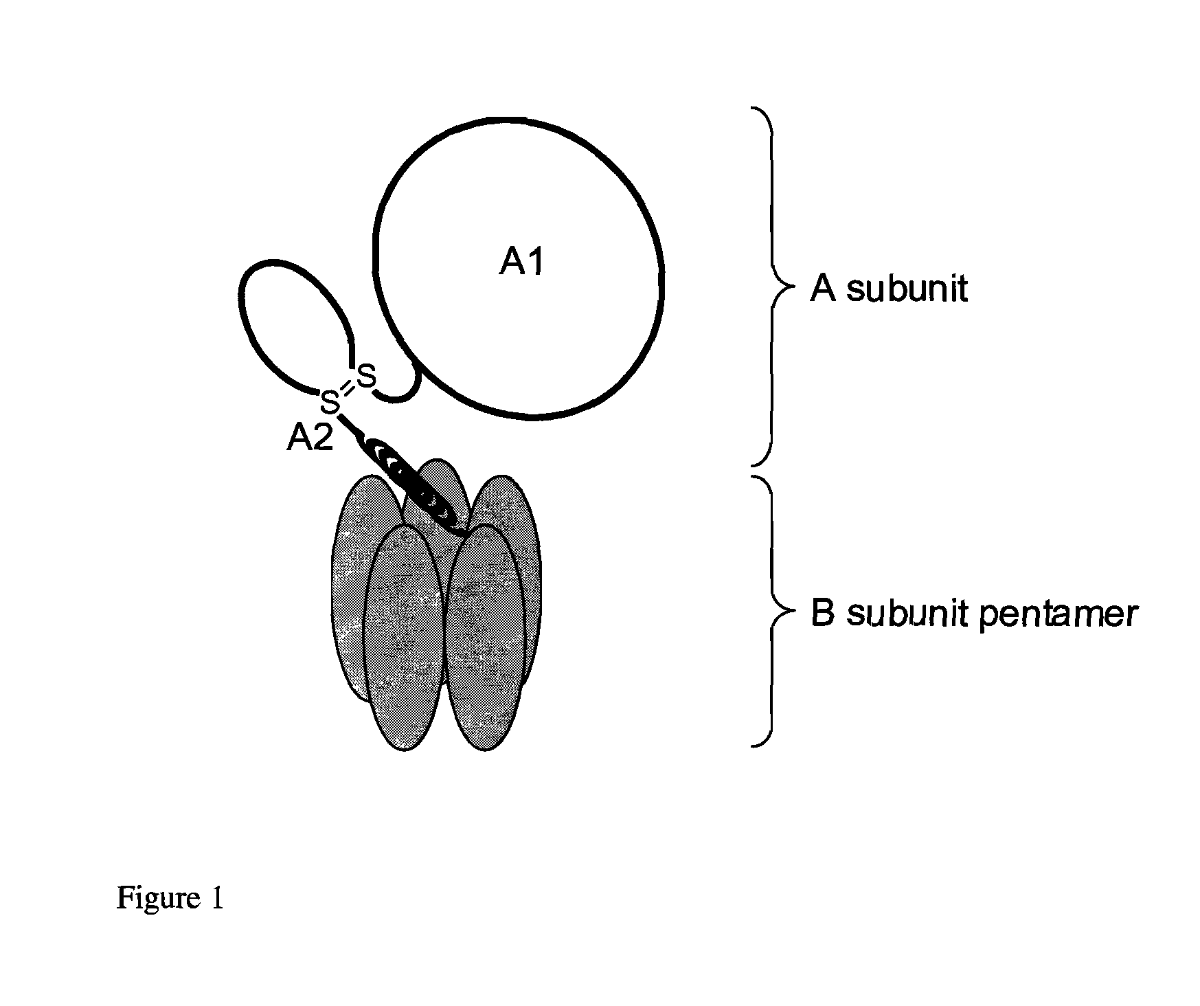 Hybrid Shiga-like toxin