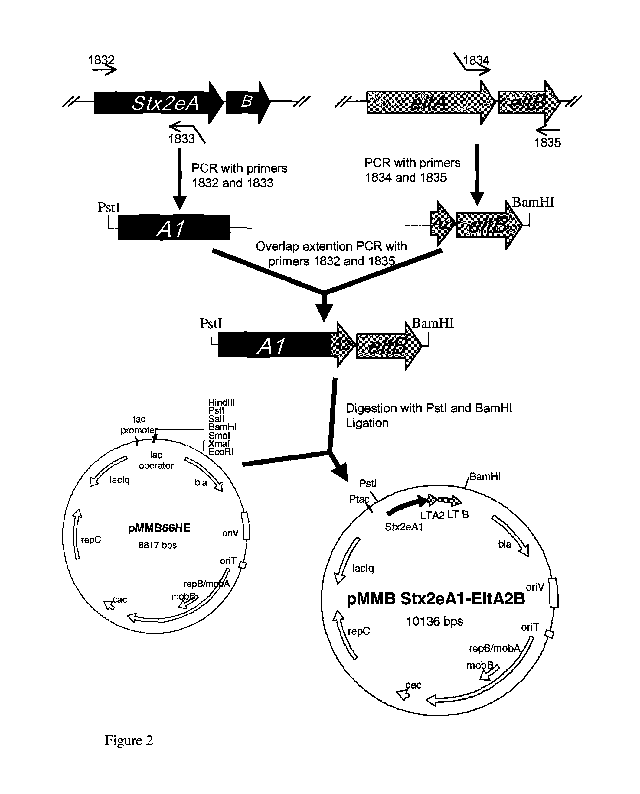 Hybrid Shiga-like toxin